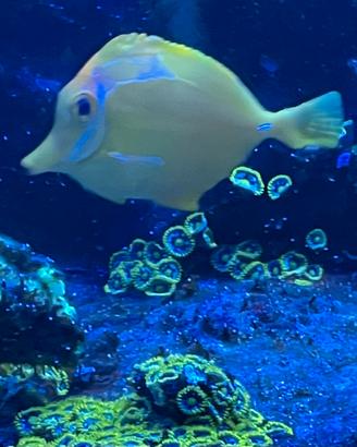 Zebrasoma flavescens pesci acquario marino