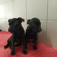 Staffordshire bull terrier