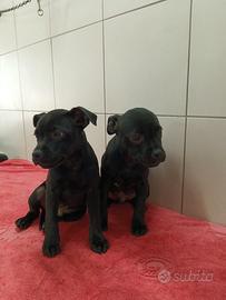 Staffordshire bull terrier