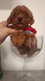 Barrboncini mini toy