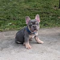 Maschietto bulldog francese lilac tan