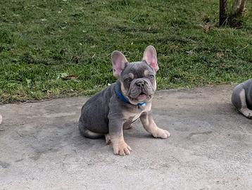 Maschietto bulldog francese lilac tan