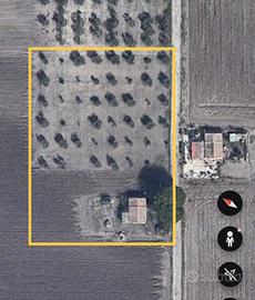 Casa di campagna con uliveto - Torre di Lama (FG)