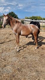Cavallo appaloosa