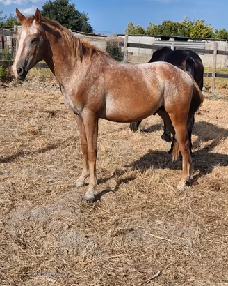 Cavallo appaloosa