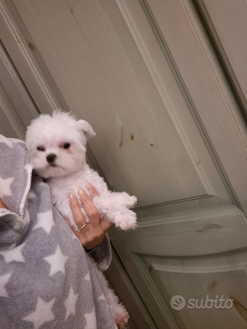 Maltesino coreano Animali In vendita a Rimini
