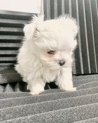 Cuccioli maltese, piccola taglia