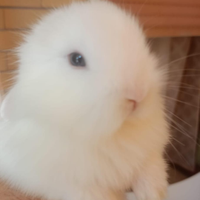 Ariete e teste leone