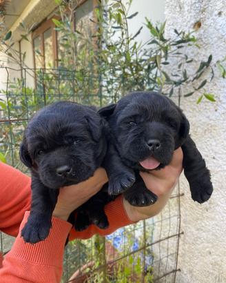 Labrador nero cucciolo