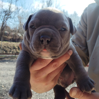 American Bully