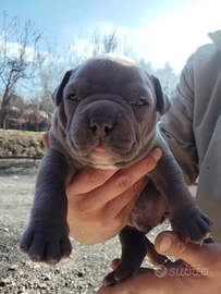 American Bully