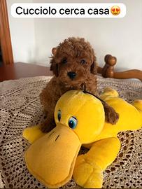 Cuccioli barboncino