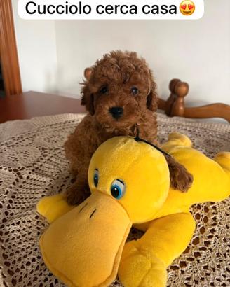 Cuccioli barboncino