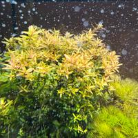 Rotala orange juice
