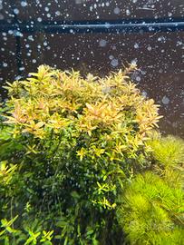 Rotala orange juice