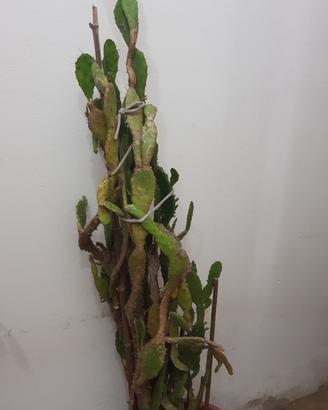 Pianta grassa