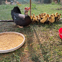 Anatroccoli di anitra muta