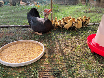 Anatroccoli di anitra muta