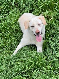 Teddy Labrador cucciolone in ADOZIONE