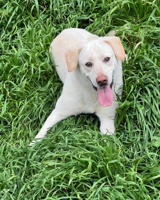Teddy Labrador cucciolone in ADOZIONE