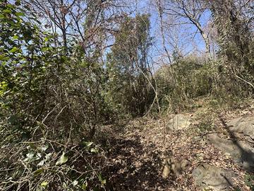 Terreno di 10000 m² a Trevignano Romano