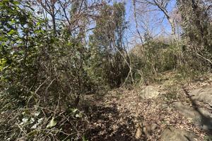 Terreno di 10000 m² a Trevignano Romano