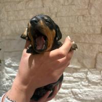 Cuccioli bassotti nani