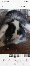 American fuzzy lop
