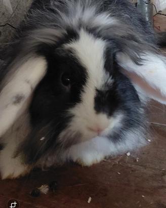 American fuzzy lop
