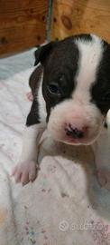 Cuccioli Amstaff