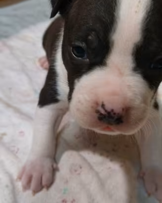 Cuccioli Amstaff