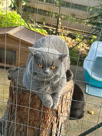 Accoppiamento British shorthair