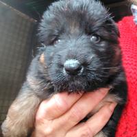 Cuccioli pastore tedesco pelo lungo