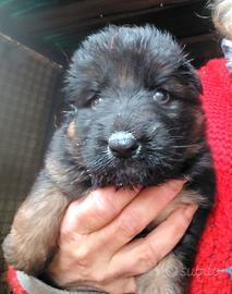 Cuccioli pastore tedesco pelo lungo
