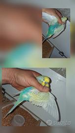coppia raibow 