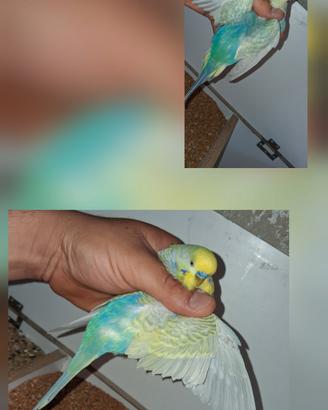 coppia raibow 