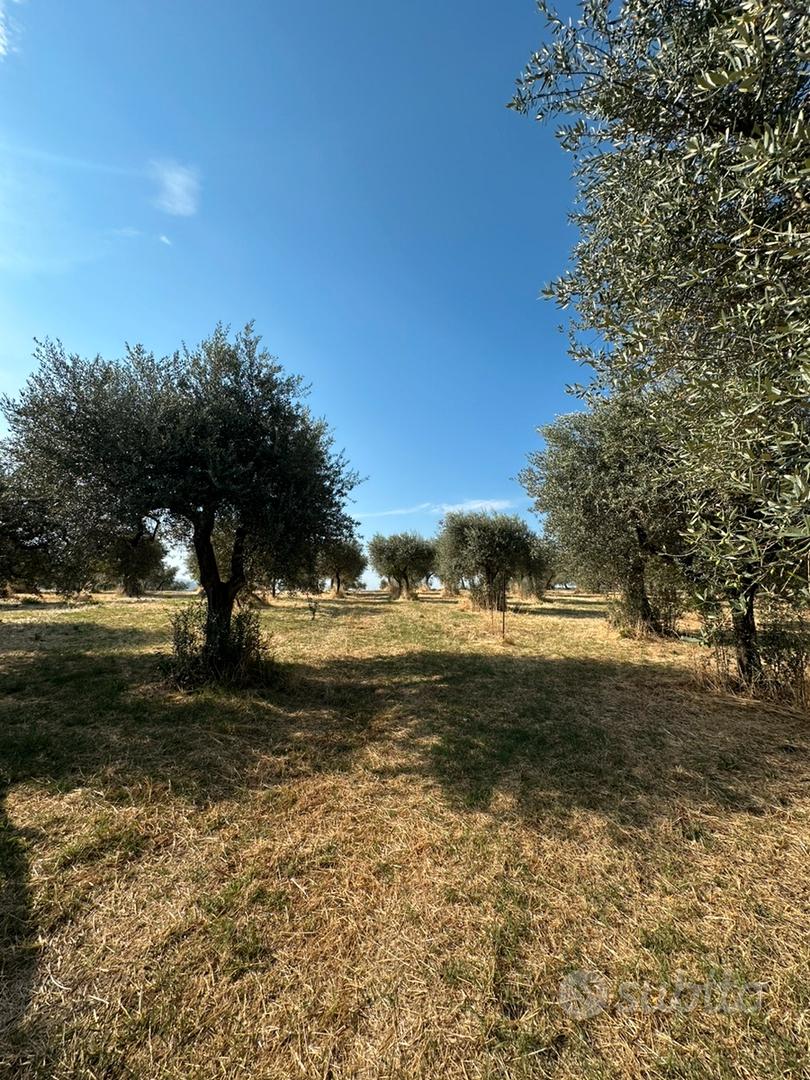 Barile Zona Macarico Uliveto con Torre - Vista 5