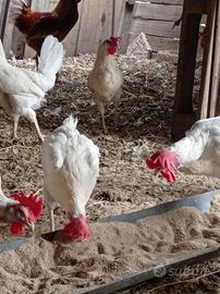 Galline livornesi