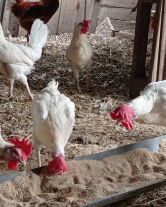 Galline livornesi