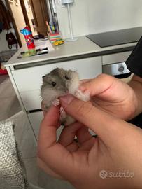 Cucciolo di criceto
