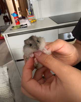 Cucciolo di criceto