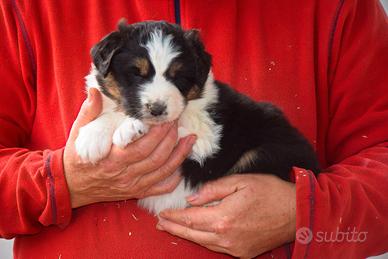 Cuccioli di pastore australiano