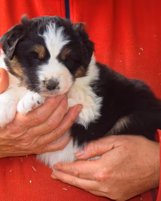 Cuccioli di pastore australiano