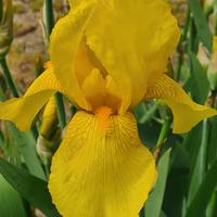 RIZOMI DI IRIS GERMANICA 