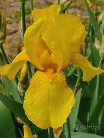 RIZOMI DI IRIS GERMANICA 