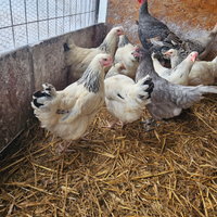 Galline ovaiole varie razze