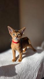 Abissini gattini