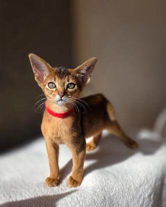 Abissini gattini