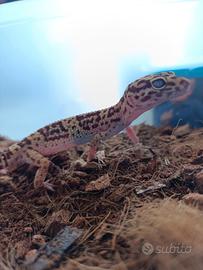 Geco leopardino