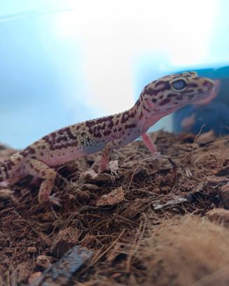 Geco leopardino